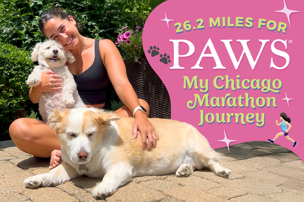 Read more about the article 26.2 Miles for PAWS: My Chicago Marathon Journey 🐾💖