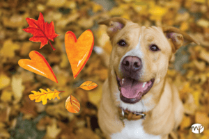 Shelter Rescue Resources