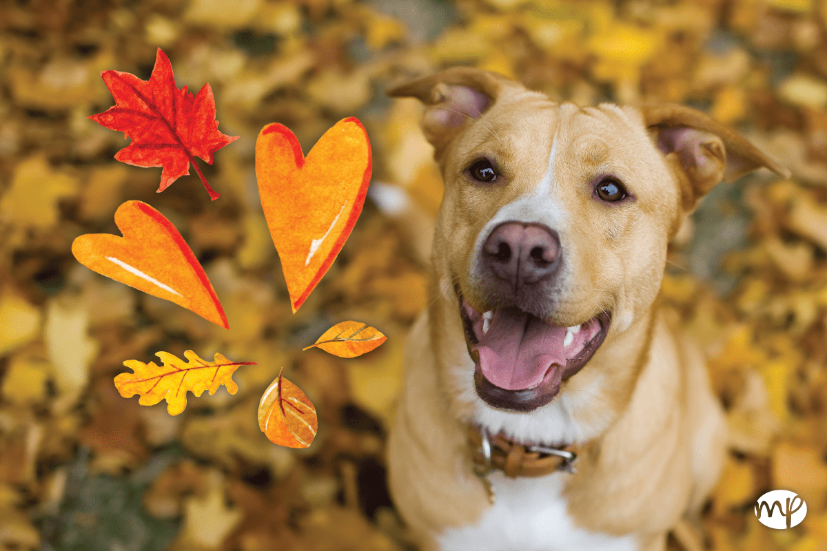 Shelter Rescue Resources
