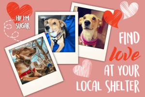 Three polaroid pictures of cute dogs surrounded by paper hearts on a pink background that says 'Find Love at Your Local Shelter'.